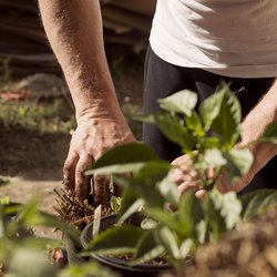 Diese sechs Gemüsesorten gehören im Mai in deinen Garten
