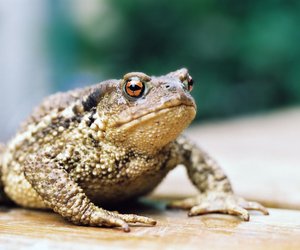 Was fressen Kröten? Das gehört auf ihren Speiseplan!