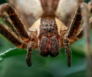 Bananenspinne giftig – ja oder nein? Vorsicht ist angebracht