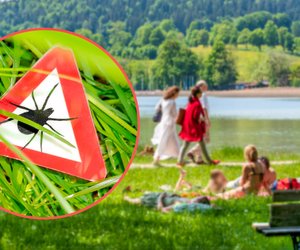 Zecken: 7 überraschende Informationen, die du wissen solltest