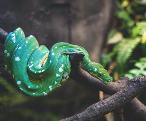 Was fressen Schlangen? Die Ernährung der Reptilien
