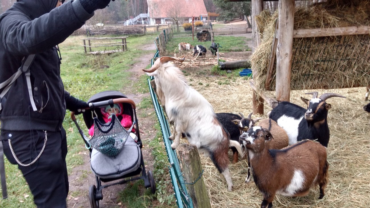 Wildpark Schorheide Ziege Wildpark Schorheide Ziege