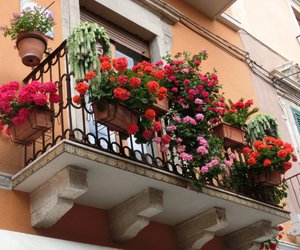 10 schöne Ideen, wie du deine Balkonkästen im Sommer bepflanzen kannst