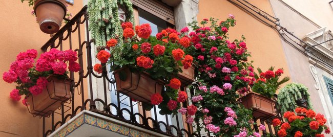 10 hübsche Ideen, wie du Blumen im Balkonkasten kombinieren kannst