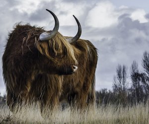 Ochse und Stier – Was ist der Unterschied?