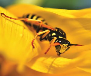 Wespen: Was fressen die gefürchteten Insekten?