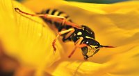 Wespen: Was fressen die gefürchteten Insekten?