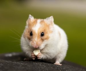 Was fressen Hamster und sind ihre Backen immer voll?
