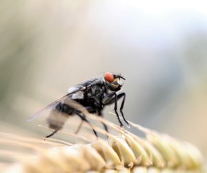 Tierwissen: Können Fliegen beißen oder stechen?