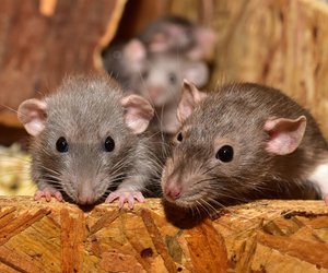 Dürfen Ratten Äpfel essen? Darauf solltest du achten