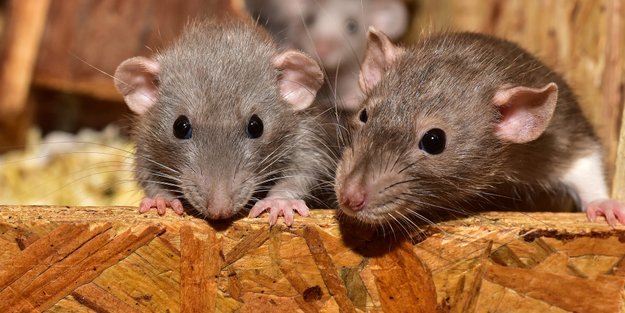 Dürfen Ratten Äpfel essen? Darauf solltest du achten