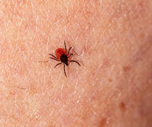 Können Zecken fliegen?