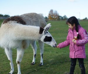Lama oder Alpaka: Was ist eigentlich der Unterschied?