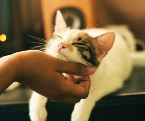 Dürfen Katzen Gurken essen? Vier Tipps, auf die es ankommt