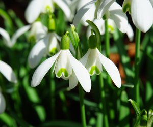 Schneeglöckchen: Sind die Vorboten des Frühlings giftig?