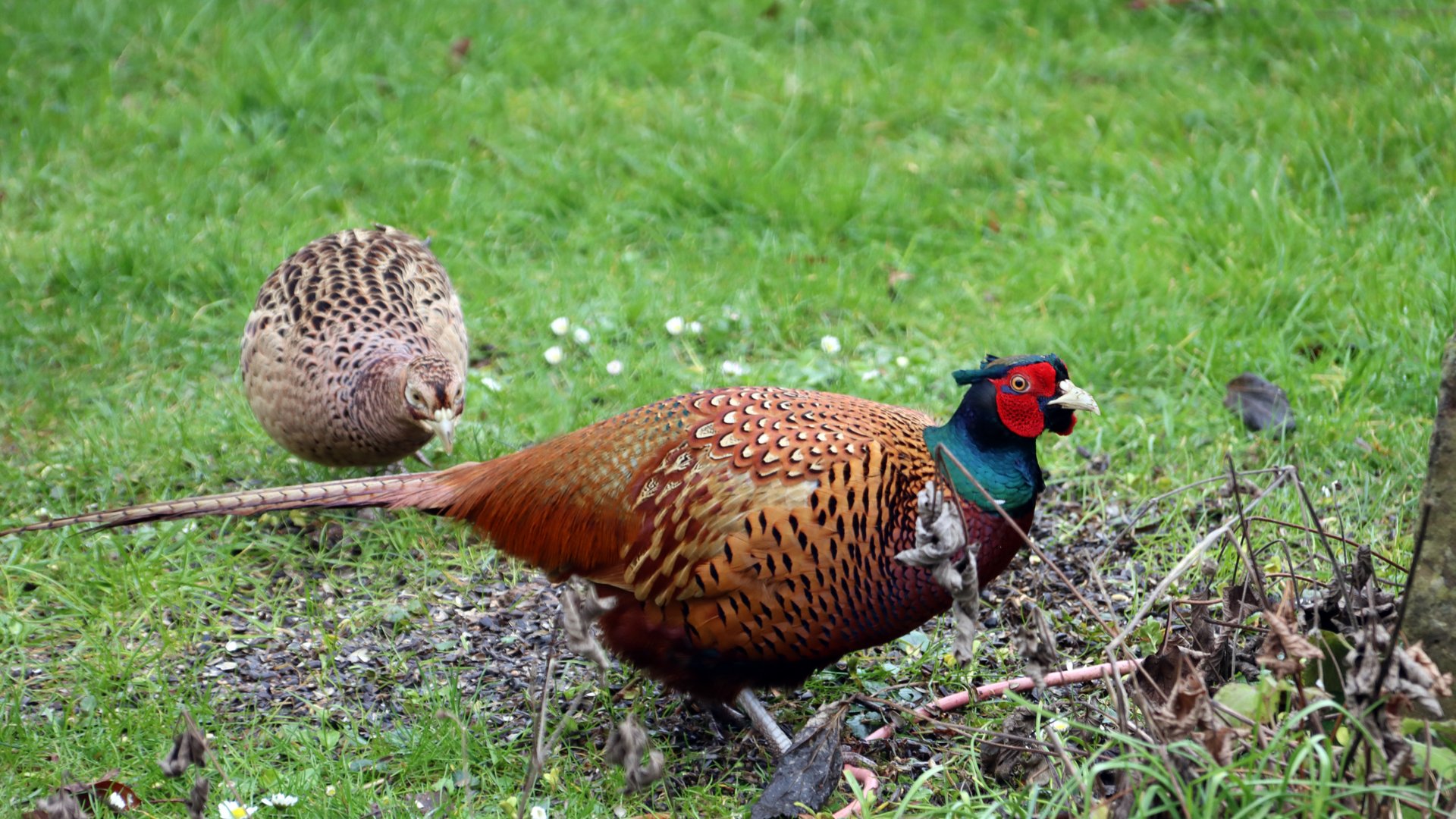 Rebhuhn Fasan Unterschied: Erkenne die Unterschiede auf den ersten Blick