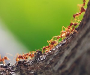 Hausmittel gegen Ameisen: Diese Tricks helfen wirklich 