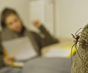 Wo lebt die Violinspinne? Das musst du über diese Spinnenart wissen