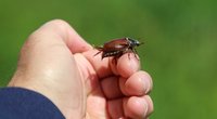 Was essen Maikäfer und warum fliegen sie nur im Mai?