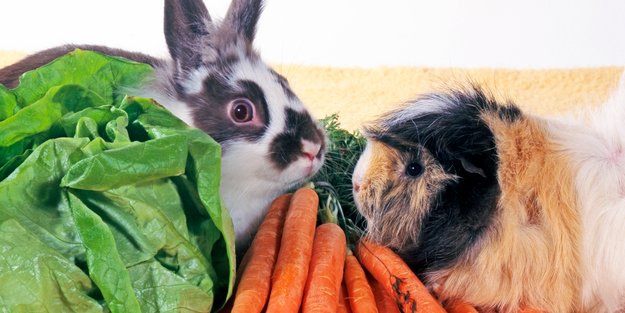 Kaninchen und Meerschweinchen – kann man beide zusammen halten?