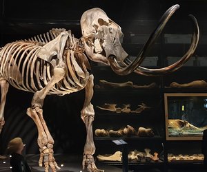 Wann lebten Mammuts? Die Zeit der ausgestorbenen Giganten