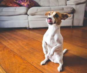 Dürfen Hunde Erdnüsse fressen? Darauf kommt es an