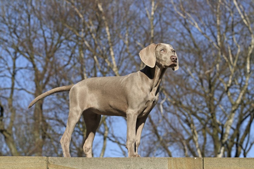 Weimaraner (Canis lupus f. familiaris), 15 Wochen altes Jungtier  Weimaraner (Canis lupus f. familiaris), 15 weeks old puppy BLWS092487