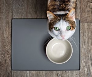 Diese 11 Lebensmittel sind für Katzen leckere Snacks