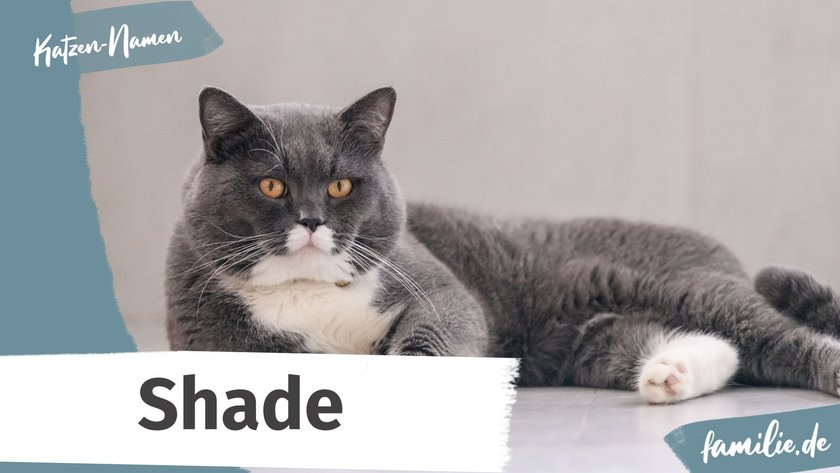 Namen für graue Katzen: Shade