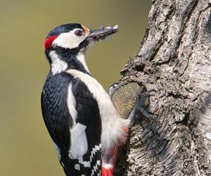 Was fressen Buntspechte? Wir verraten es dir!