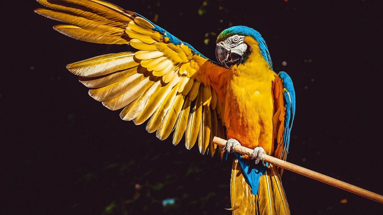 Die bunten Vögel faszinieren Groß und Klein.