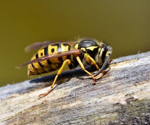 Können Hornissen stechen? Kindgerecht erklärt