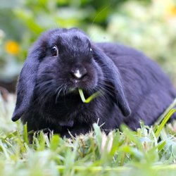 Kaninchen für Kinder: 9 wichtige Fakten, die Eltern unbedingt bedenken sollten