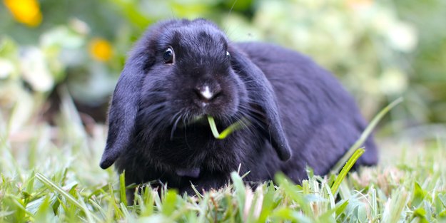 Kaninchen für Kinder: 9 wichtige Fakten, die Eltern unbedingt bedenken sollten