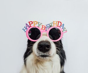 Happy Birthday! Die schönsten Ideen für einen gelungenen Hundegeburtstag