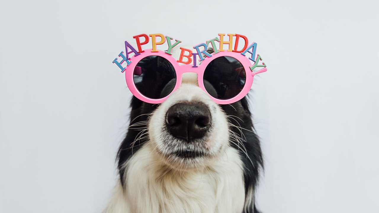 Hundegeburtstag: Hund mit Happy-Birthday-Brille