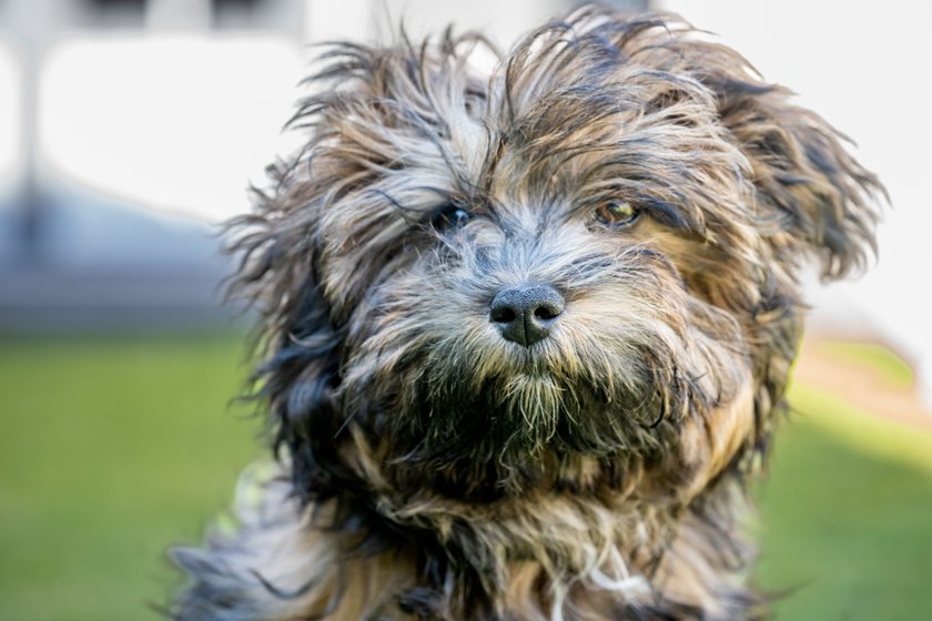 Tibet Terrier