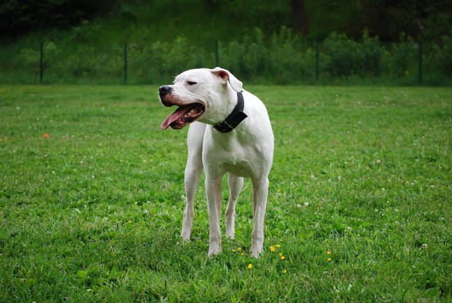 Dogo Argentino