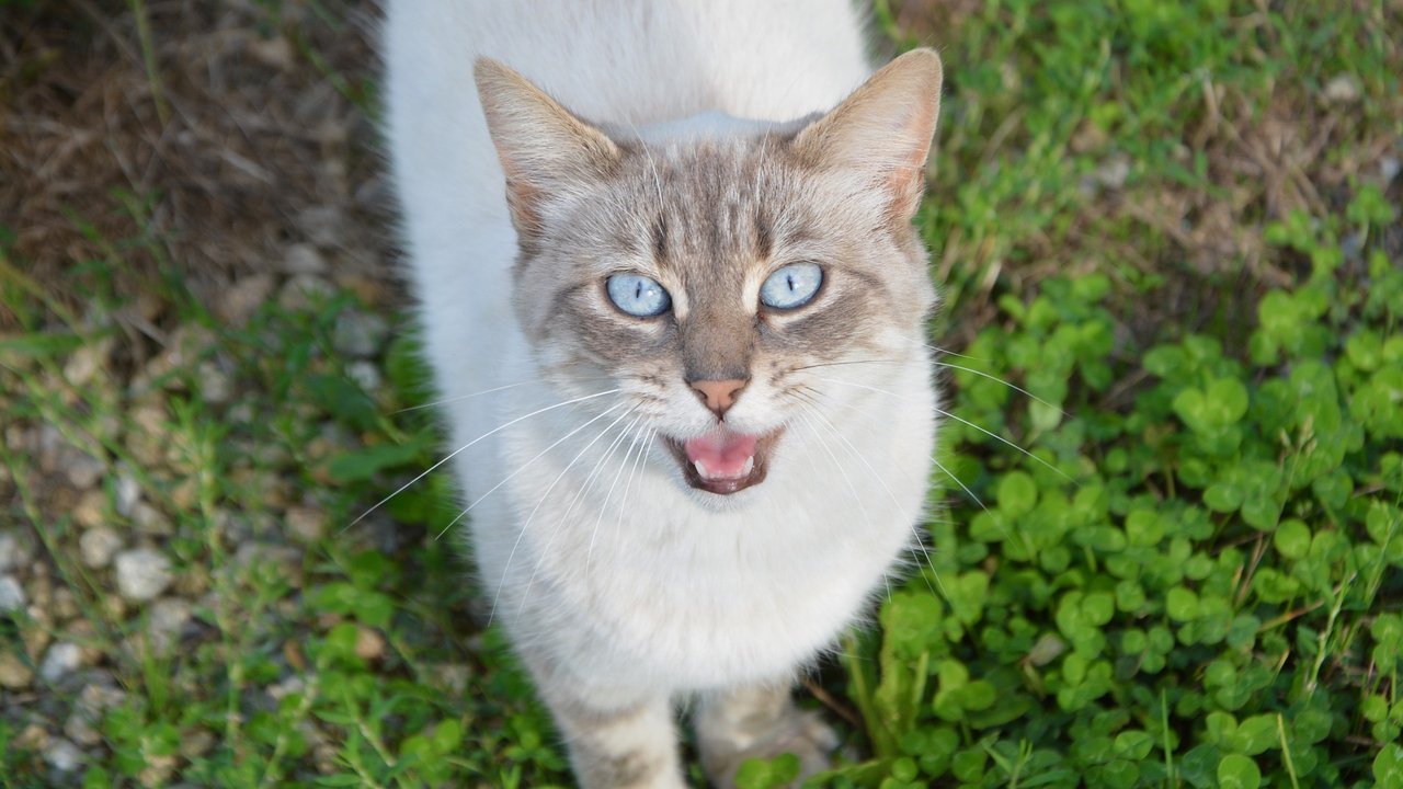 Diese Katze bittet um Gehör.