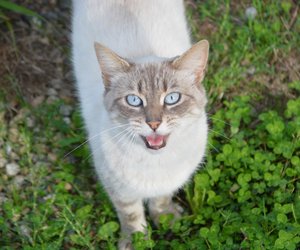 Plaudertaschen auf vier Pfoten: Diese Katzenrassen miauen am meisten