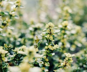 Sind Buchsbäume giftig? Wichtige Informationen über die Heckenpflanze