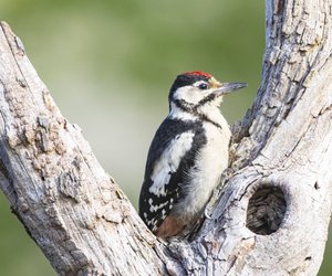 Buntspechte: 7 Fakten über die Vögel, die Lärm machen