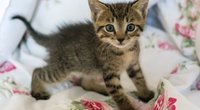 Winzig und niedlich: Das ist die kleinste Katze der Welt