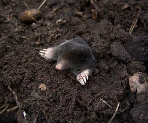 Was fressen Maulwürfe und haben sie wirklich immer Hunger?