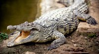 Wo leben Krokodile? Die Lebensräume der großen Reptilien