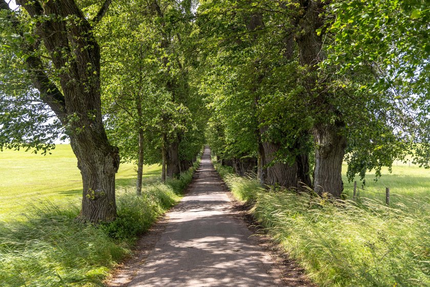 Die Kurfürstenallee in Marktoberdorf im Sommer