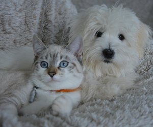 Verrückt: Katzen, deren Verhalten an Hunde erinnert