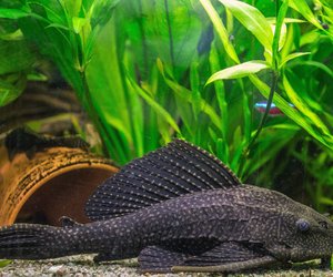 Wie alt werden Panzerwelse und wie viel Pflege brauchen Sie?