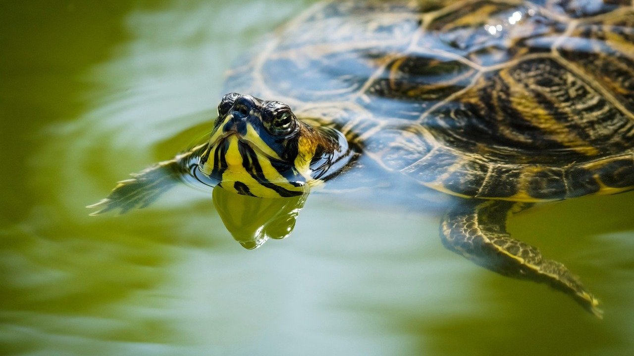 Kleine Wasserschildkröten werden nicht so alt wie große Landschildkröten.