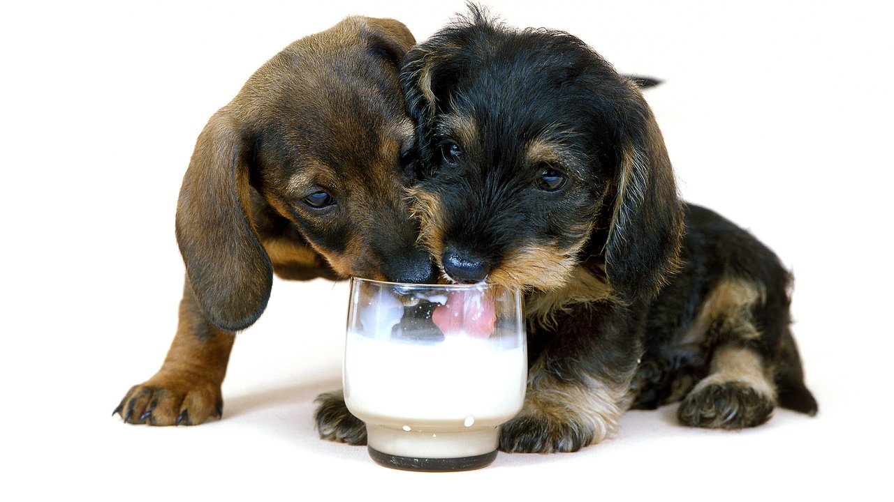 Viele Hunde lieben es, Milch zu schlecken.